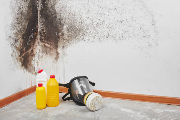 Best Black Mold Removal  in Mclouth, KS