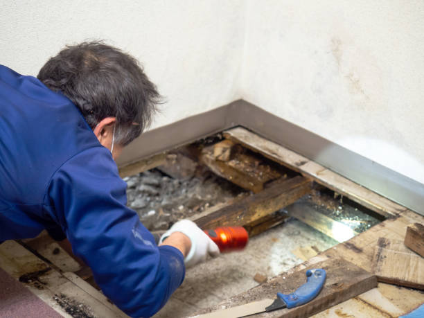 Mold Removal and Inspection in Mclouth, KS