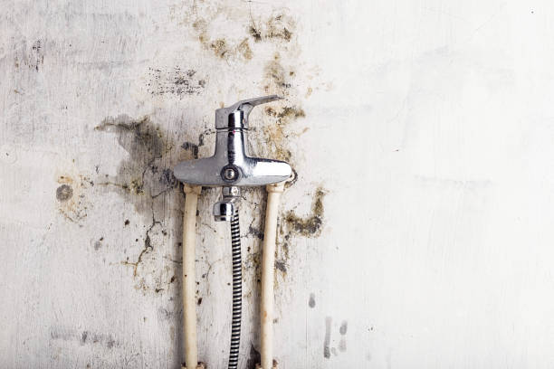 Best Professional Mold Removal  in Mclouth, KS