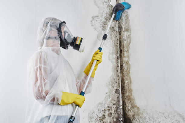 Best Mold Inspection  in Mclouth, KS