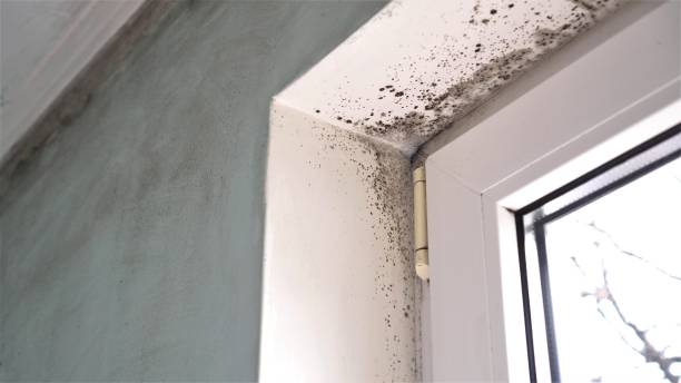 Best Crawl Space Mold Removal  in Mclouth, KS