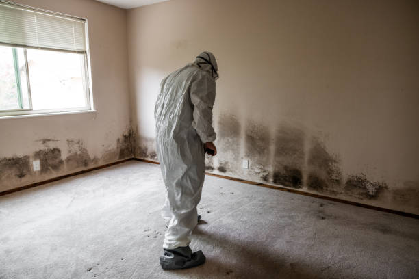 Mold Removal and Inspection in Mclouth, KS