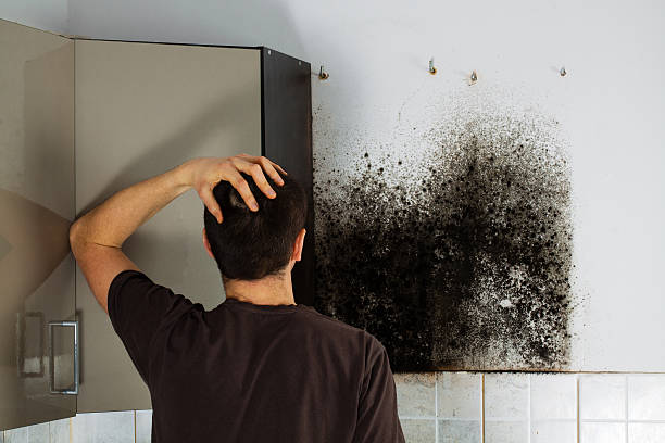 Best Mold Removal Near Me  in Mclouth, KS