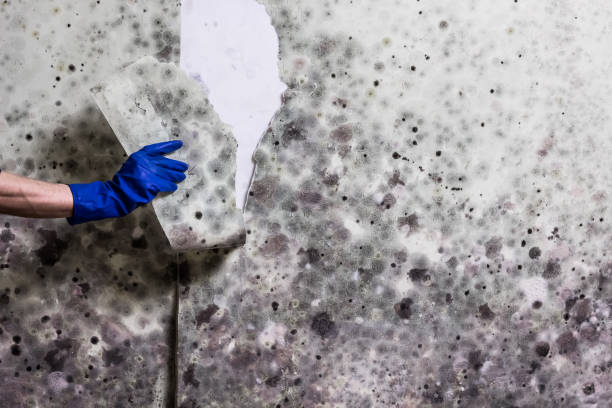 Best Commercial Mold Removal  in Mclouth, KS
