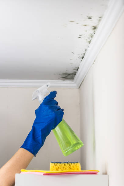 Best Mold Cleaning Services  in Mclouth, KS