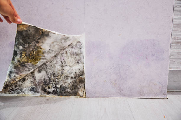 Best Certified Mold Removal  in Mclouth, KS